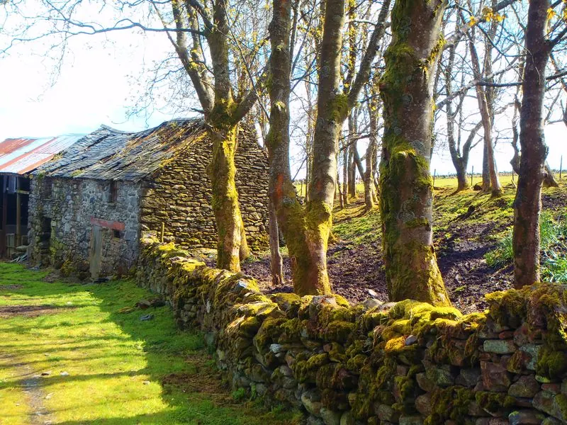 Moss-covered dry-stone walls and the old trees that still line the lane.