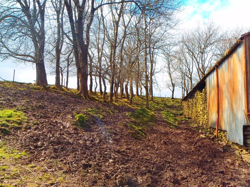 The bank of trees behind the farm buildings.